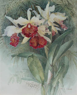 Paul-DeLongpre-Orchid